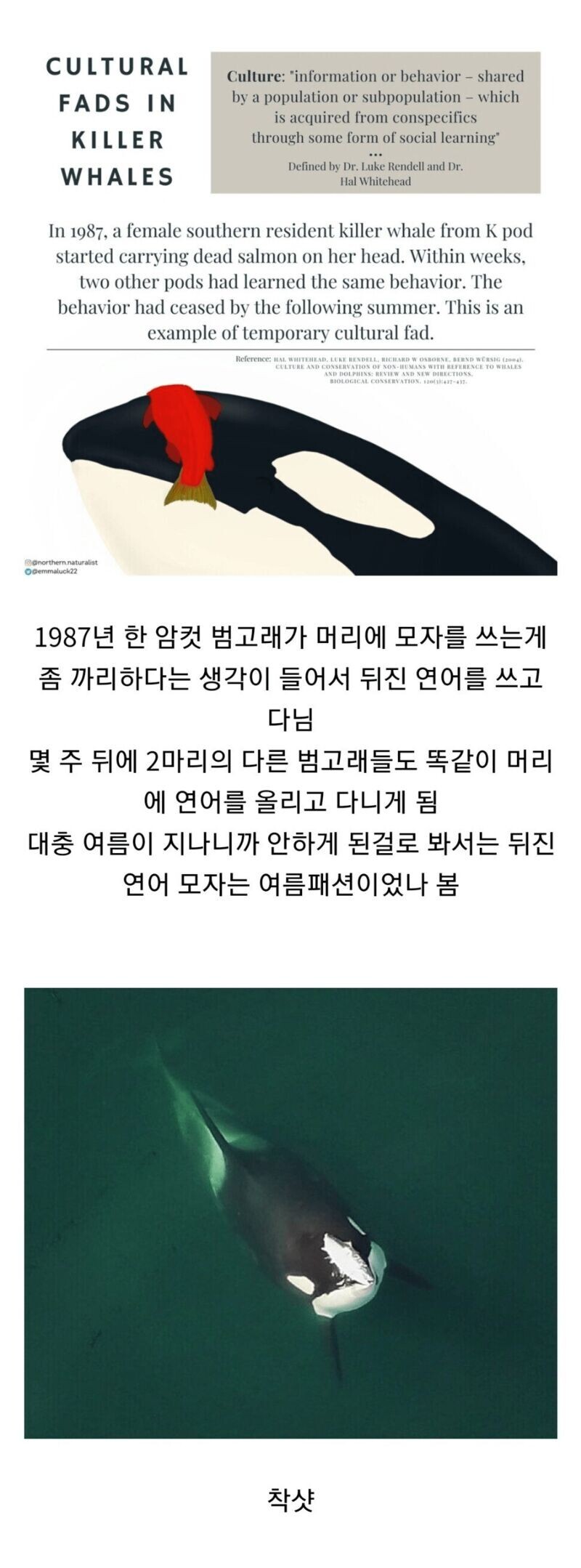 요즘 너도나도 범고래 유행이네