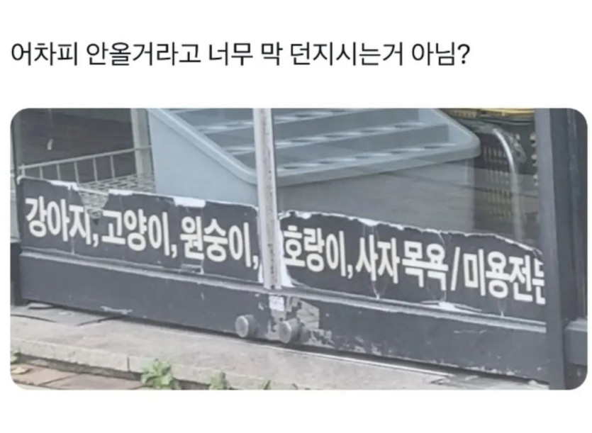 애견 미용실 사장의 자신감