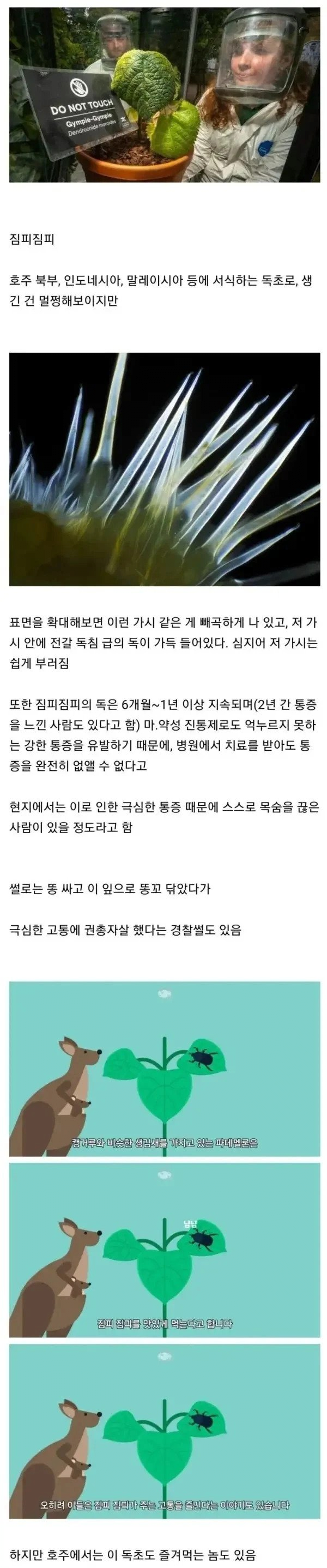 절대 맨손으로 만져선 안 되는 식물