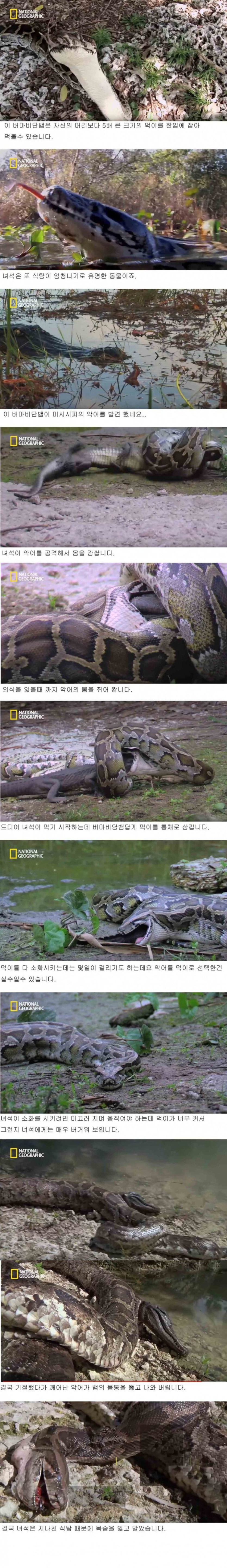 악어를 통째로 삼키는 버마 비단뱀의 결말