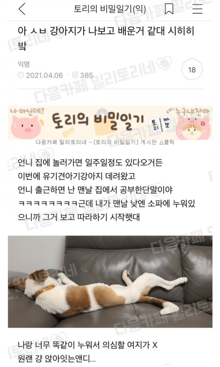 강아지가 나보고 배운거 같대