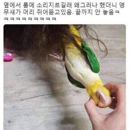 앵무새 공격