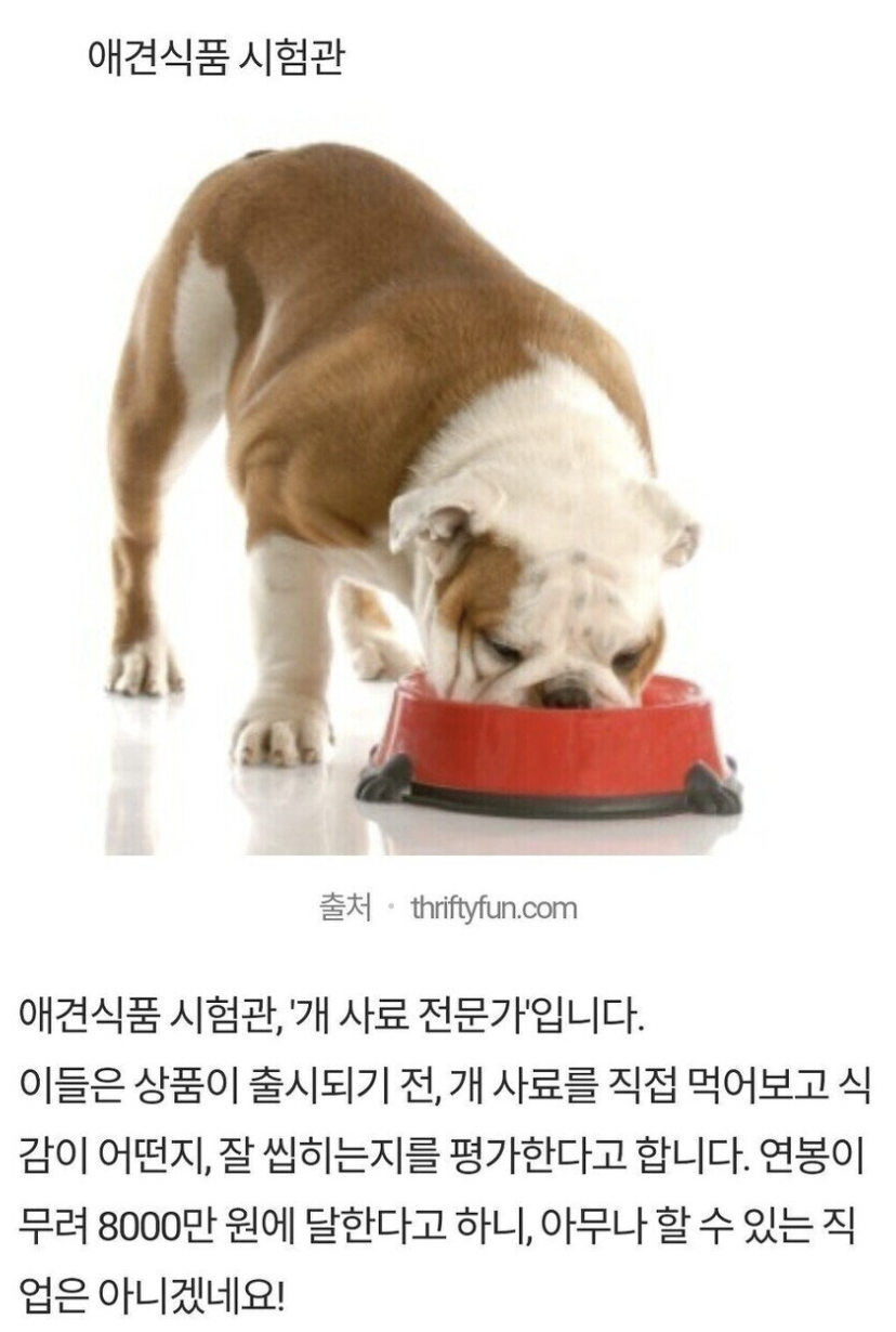 개 사료 먹으면 8천만원