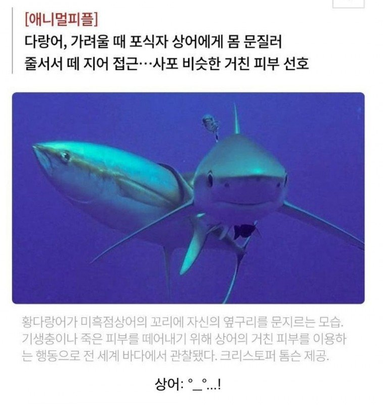 참치가 등 가려울때 쓰는 방법