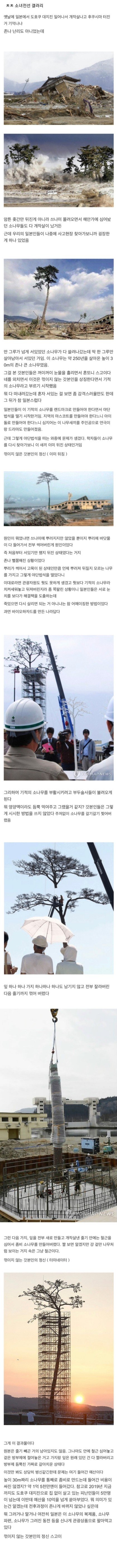 동일본 대지진을 견딘 일본의 소나무 ㄷㄷ